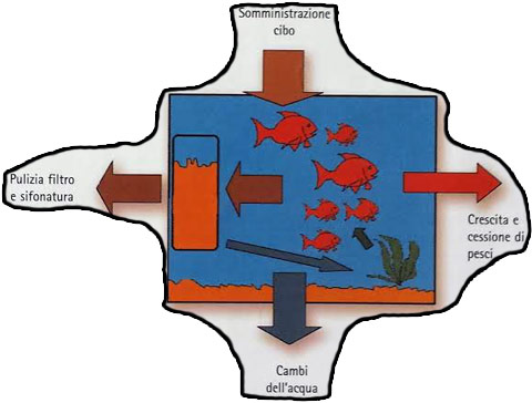 cicli biologici in acquario schema parte 2