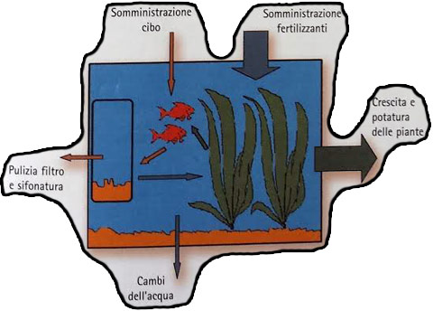 cicli biologici in acquario parte3