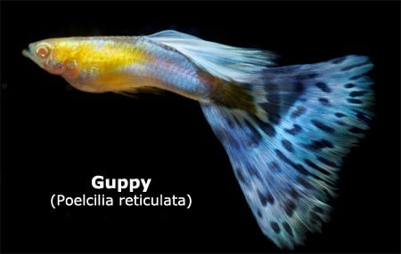guppy poecilia reticulata