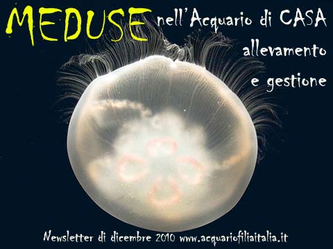 MEDUSE NELL&rsquo;ACQUARIO DI CASA: ALLEVAMENTO E GESTIONE