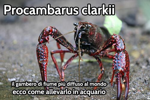 Procambarus clarkii gambero di fiume come allevarlo in acquario