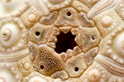 disco apicale di riccio di mare cidaroide