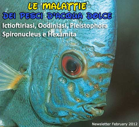 Newsletter di Febbraio 2012 - Le malattie dei pesci d'acqua dolce.