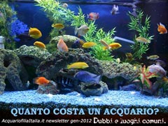 Quanto costa un acquario?