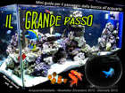 Mini guida passaggio dalla boccia all'acquario