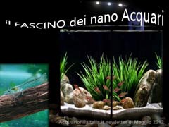 il fascino dei nano acquari