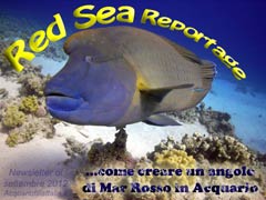 Red Sea, Sharm el Sheikh Reportage, come creare un angolo di Mar Rosso in acquario.