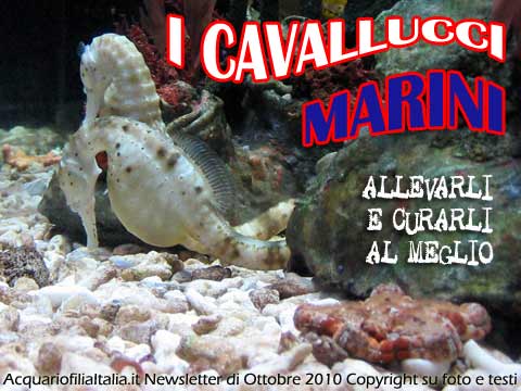 I CAVALLUCCI MARINI - ALLEVARLI E CURARLI AL MEGLIO