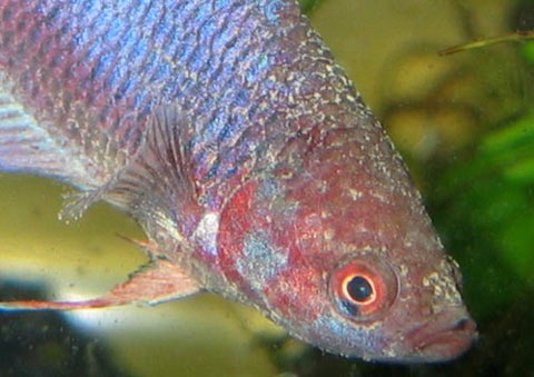 Ictiofiriasi (Malattia dei puntini bianchi)