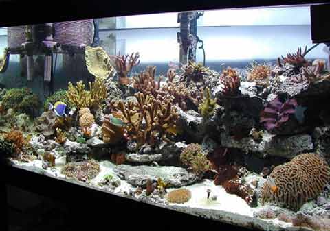 L'acqua dell'acquario marino e acqua dolce