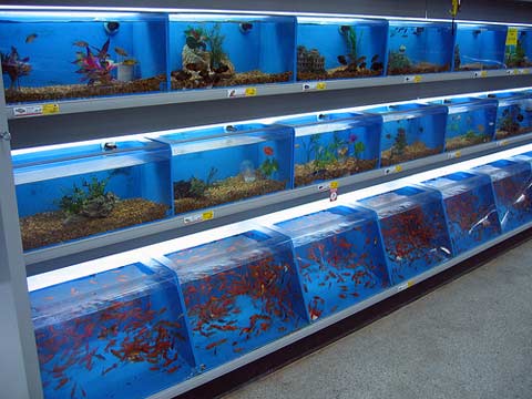 foto-aereazione-acquario