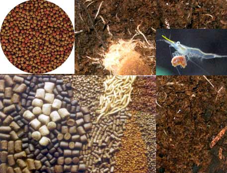 foto-alimenti-per-pesci