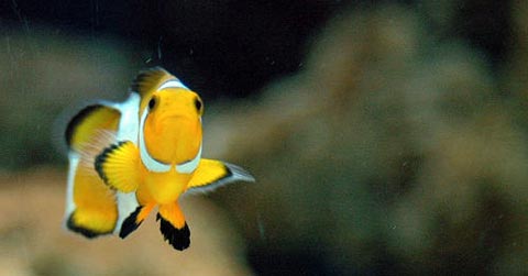 foto-alimenti-per-pesci