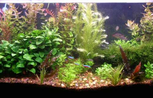 Piante ed alghe per acquario