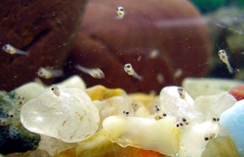 Riproduzione dei pesci in acquario