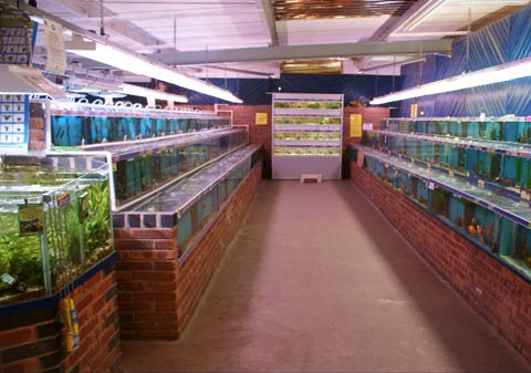 La scelta dei pesci per l'acquario