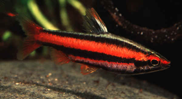 nannobrycon marginatus red