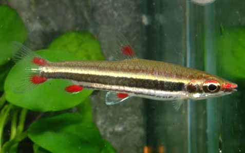 nannobrycon trifasciatus pesci matita