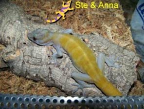 Geco dorato del Vietnam
