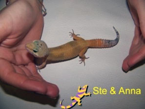 Eublepharis macularius, Geco leopardino