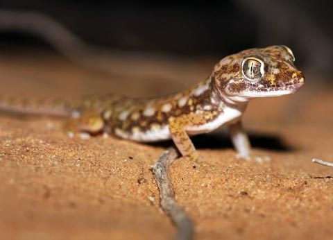 Stenodactylus sthenodactylus
