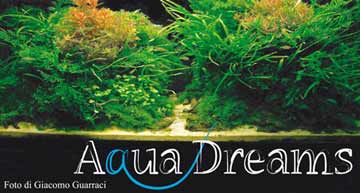 Aqua Dreams