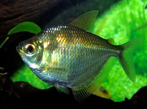 Poptella orbicularis, Famiglia Characidae AcquariofiliaItalia