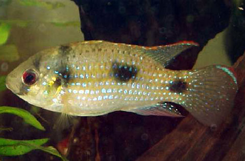 Anomalachromis thomasi, Pelmatocroma di Thomas, Famiglia: Cichlidae, CICLIDI PIU' PICCOLI