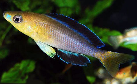Cyprichromis leptosoma, Famiglia: Cichlidae, RIFT VALLEY