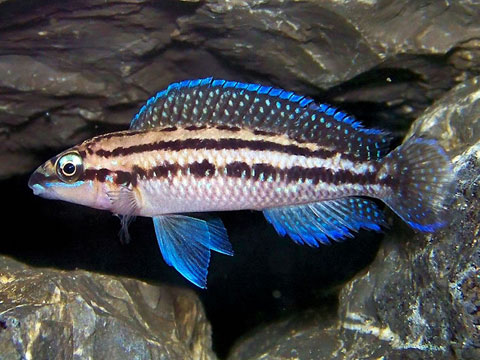 Julidochromis dickfeldi, Famiglia: Cichlidae, RIFT VALLEY
