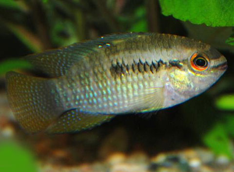 Laetacara curviceps, Pesce Persico Crestato, Famiglia: Cichlidae, CICLIDI PIU' GRANDI