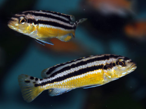 Melanochromis auratus, Melanocromo Dorato, Famiglia: Cichlidae, RIFT VALLEY