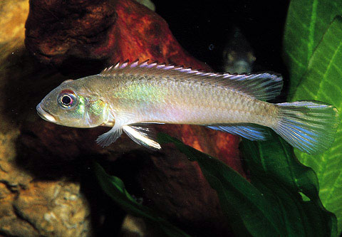 Nanochromis nudiceps, Famiglia Cichlidae, CICLIDI PIU' PICCOLI