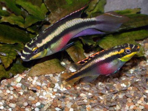 Pelvicachromis pulcher, Pelmato, Famiglia: Cichlidae,  CICLIDI PIU' PICCOLI