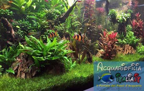 PIANTE ACQUARIO - piante per acquario dolce - aquarium plants