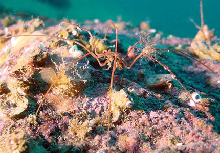 Mondo marino, Ragni marini Nymphon video - AcquariofiliaItalia