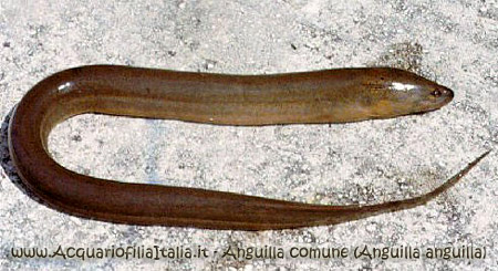 anguilla comune