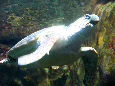 Acquario di Cattolica tartaruga marina