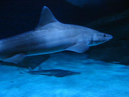 ACQUARIO DI CATTOLICA - Parco Le Navi - Web cam live vasca squali