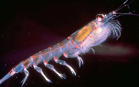 L'Antartide e il misterioso Krill