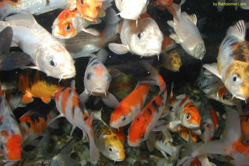Come allevare carpe koi in acquario