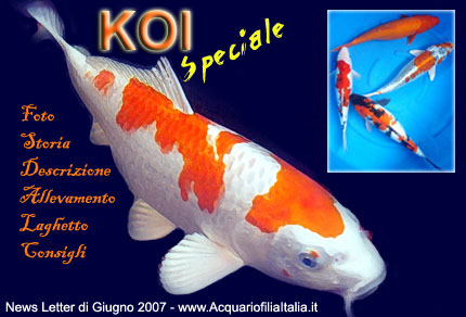 Come allevare carpe koi in acquario