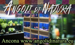 angoli di natura negozio acquariofilia 300x