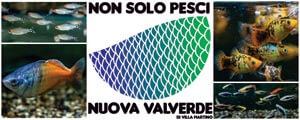 NON SOLO PESCI - Nuova Valverde di Villa Martino - Importatore pesci tropicali d'acqua dolce da tutto il mondo