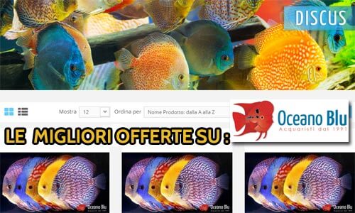 discus vendita online offerte pesci oceano blu snc