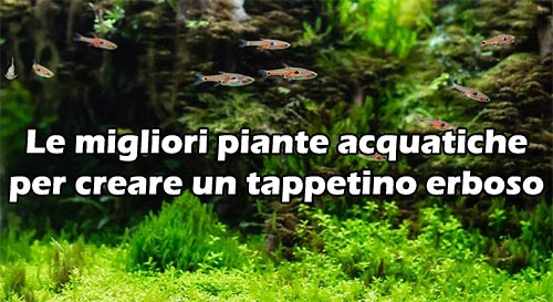 Le migliori piante acquatiche per creare un tappetino erboso