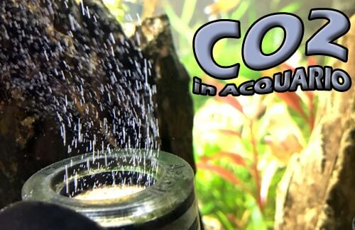 co2 in acquario caratteristiche