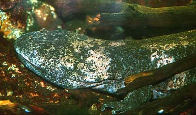 ANDRIAS JAPONICUS Davidianus Salamandra gigante  