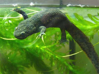 Salamandra acquario