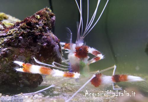 stenopus hispidus shrimps